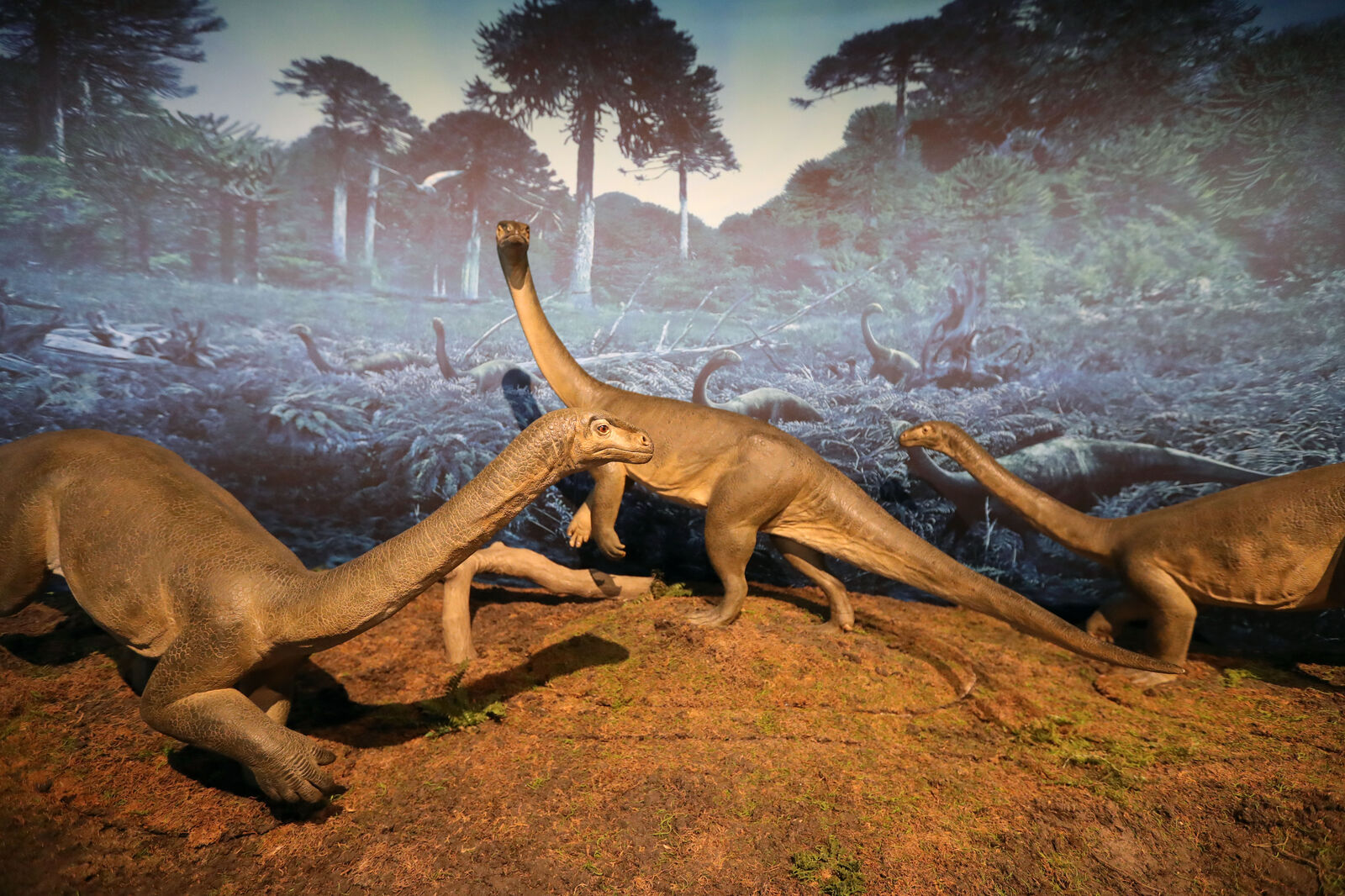 Sauropodomorph group A (copy)